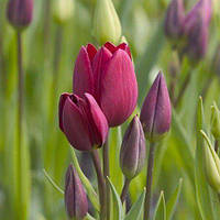Тюльпан Purple Bouquet мультифлора цибулина (1 шт.)