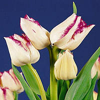 Тюльпан Frisby мультифлора цибулина (1 шт.)