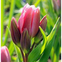 Тюльпан Happy Family мультифлора цибулина (1 шт.)