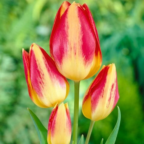 Цибулини тюльпанів Florette (мультиф)