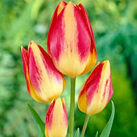 Цибулини тюльпанів Florette (мультиф)