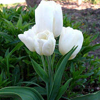 Цибулини тюльпанів Weisse Berliner (мультиф)