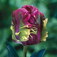 Цибулини тюльпанів Rai (попуг)