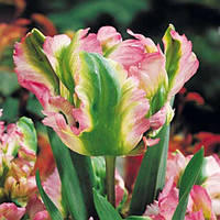 Цибулини тюльпанів Green Wave (попуг)