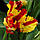 Тюльпан Flaming Parrot (папуговий) цибулина 1 шт., фото 2
