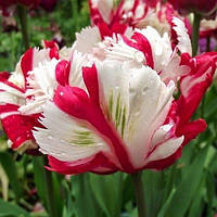 Тюльпан Estella Rijnveld (папуговий) цибулина (1шт.)