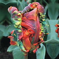 Тюльпан Blumex Favoriet папуговий цибулина (1 шт.)