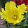 Тюльпан Texas Gold папуговий цибулина (1 шт.), фото 5