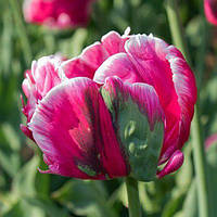 Цибулини тюльпанів Destiny (попуг)