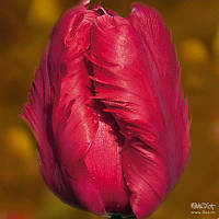 Тюльпан Karel Doorman (папуговий) цибулина (1 шт.)