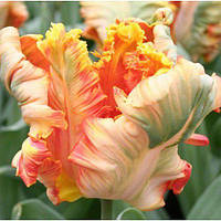 Тюльпан King Parrot (папуговий) цибулина (1 шт.)