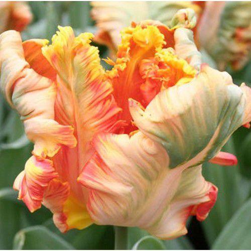 Тюльпан King Parrot (папуговий) цибулина (1 шт.)