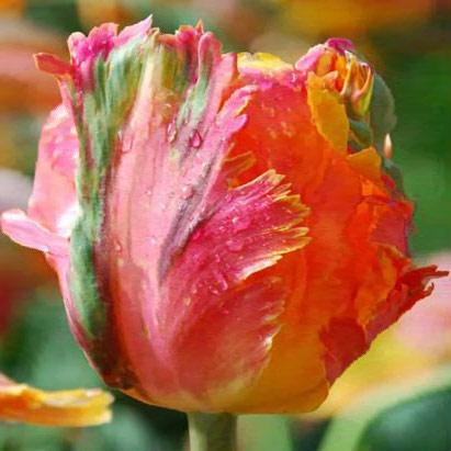 Цибулини тюльпанів Orange Favorit (папуг) 1 шт.