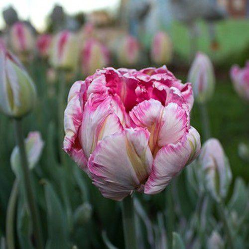 Тюльпан Elsenburg папуговий цибулина (1 шт.)