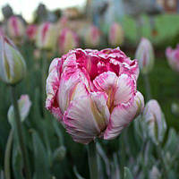 Тюльпан Elsenburg папуговий цибулина (1 шт.)