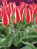 Тюльпан Грейга Pinocchio цибулина (1 шт.)