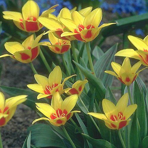 Цибулини тюльпана ботанічного Chrysantha Selektle