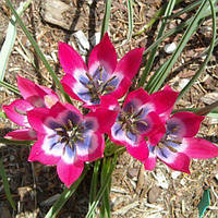 Цибулини тюльпана ботанічного Little Beauty