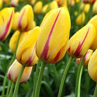 Тюльпан Hocus Pocus гігантський цибулина (1 шт.)