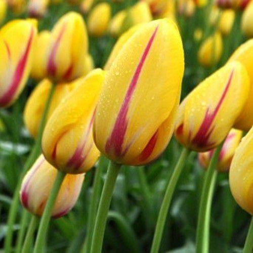 Тюльпан Hocus Pocus гігантський цибулина (1 шт.)