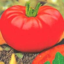 Томати середньорослі