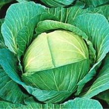 Капуста білокачанна
