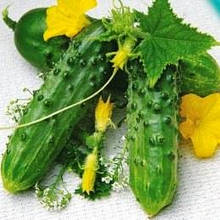 Огірки (максіпакет)