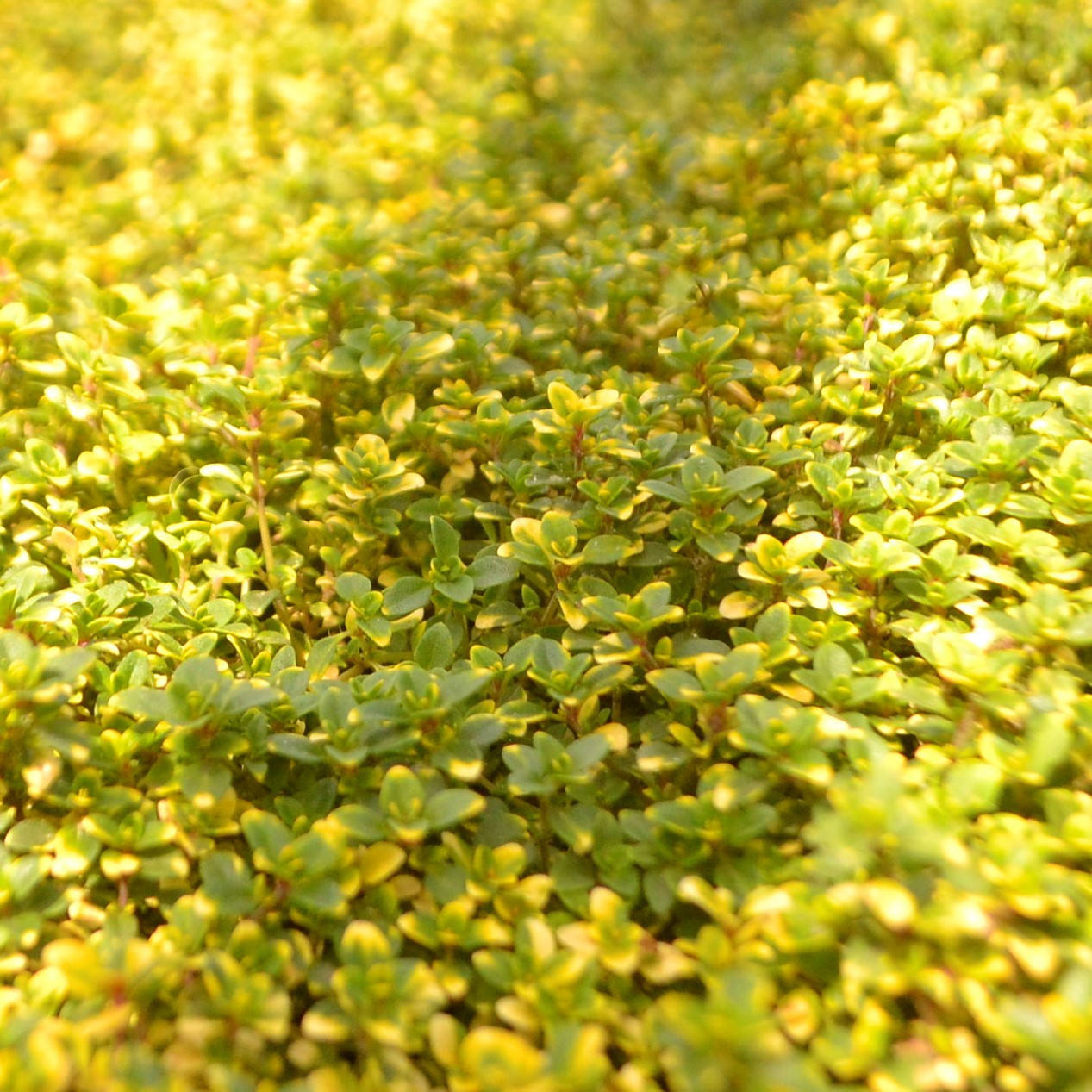 

Тимьян лимоннопахнущий почвопокровный, ЗКС в горшках 0.5 л