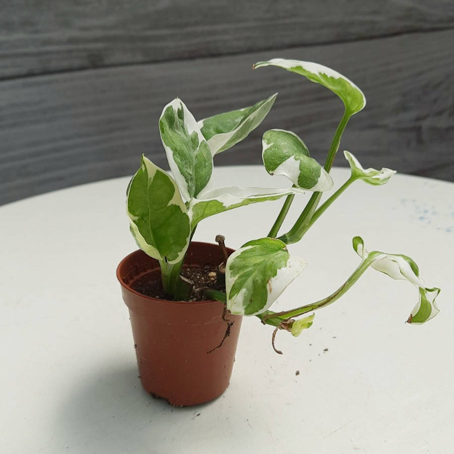 

Эпипремнум(лиана) 7см диаметр горшка., Зелёный