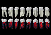 анатомія кореневих каналів зубів у жителів Індії відрізняється від зубів у жителів інших країн