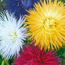 Айстри (максіпакет)