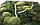 Картина "Лісові візерунки" 3, P8, фото 3