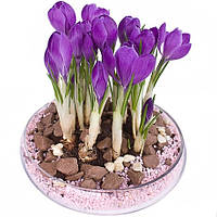 Цибулини крокус великоквітковий