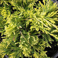 Ялівець "Golden Carpet", контейнер 3л висота 20-25 см