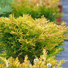 Ялівець горизонтальний "Lime Glow", контейнер р9 висота 15-20 см