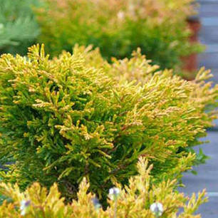 Ялівець горизонтальний "Lime Glow", контейнер р9 висота 15-20 см, фото 2