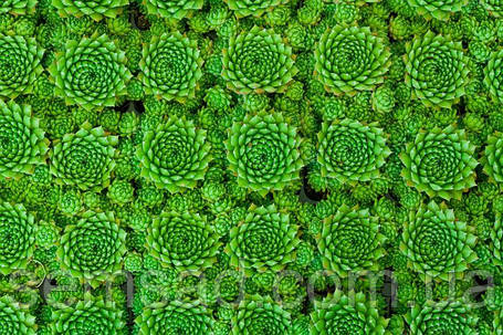 Молоділо " Green Wheel "/Грін Віл, фото 2