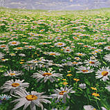 Бязь із ромашками на траві, фото 3