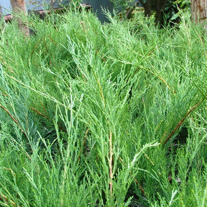 Ялівець козацький Blue Sparkle, контейнер 7.5 л H 70-80 см, фото 1