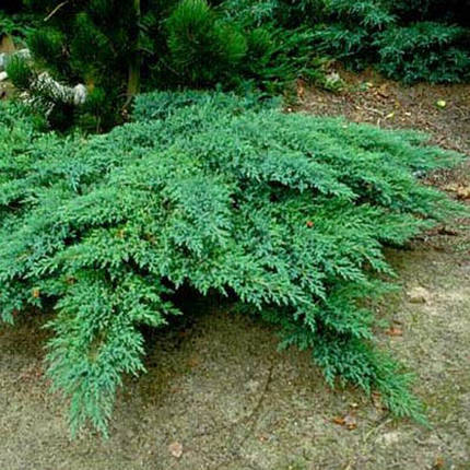 Ялівець козацький Rockery Gem, контейнер 3 л D 30-40 см, фото 2