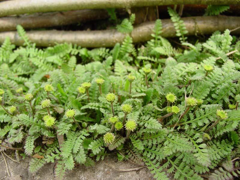 Котула шорстка, фото 1