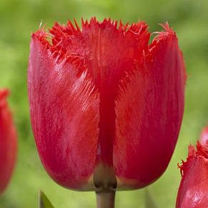 Тюльпан оторочений Red Wing (Ред уінг), 3 цибулини, фото 2