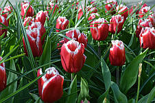 Тюльпан оторочений Canasta (Канаста), 3 цибулини, фото 3