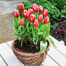 Тюльпан оторочений Canasta (Канаста), 3 цибулини, фото 4