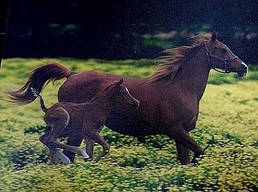 Печать на холсте 1