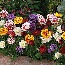 Колекція махрових тюльпанів 25 сортів 50 цибулин/уп.