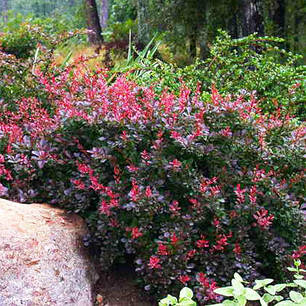 Барбарис Тунберга Atropurpurea Nana, контейнер 1л H 8-10 см, фото 1