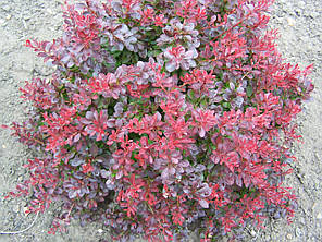 Барбарис Тунберга Atropurpurea Nana, контейнер 1л H 8-10 см, фото 3