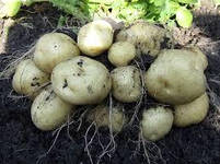 Мікродобриво для Картоплі, Позакореневе підживлення мікродобривами на Картоплю Минералис Mg, Mn, Cu, Fe, Zn, фото 2