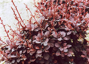 Барбарис Тунберга Atropurpurea, контейнер 1 л H 10-20 см, фото 2